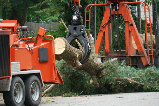 Best Best Tree Removal Services  in Point Roberts, WA